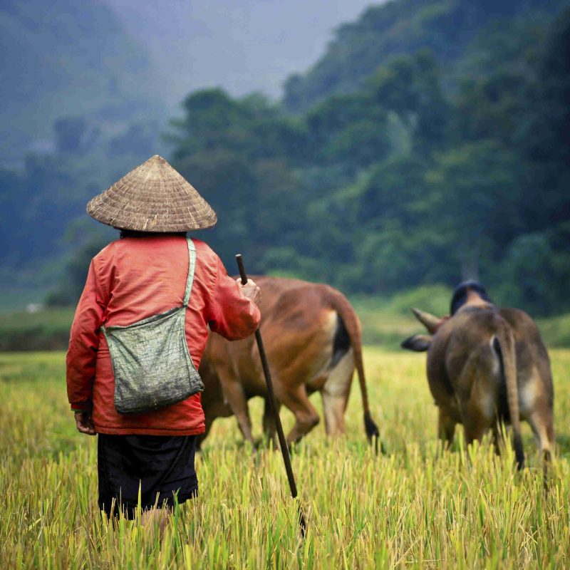 Farmer standing in field in South East Asia
