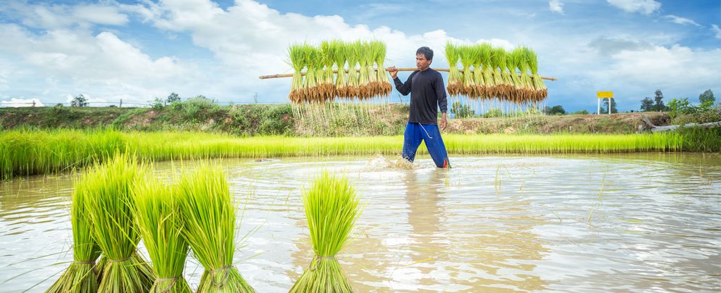 Farmer in Rice Field