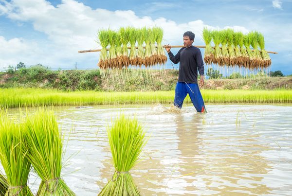 Farmer in Rice Field