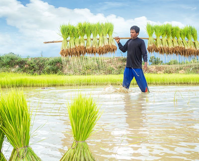 Farmer in Rice Field