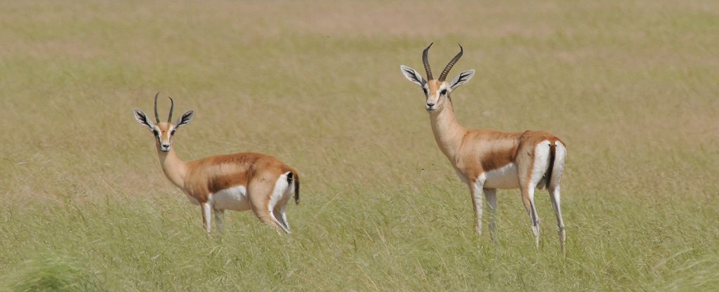 Two Gazelles sit and look