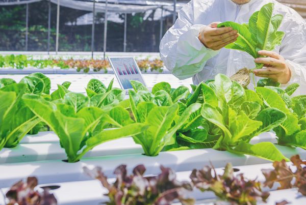 Growing plants in a greenhouse