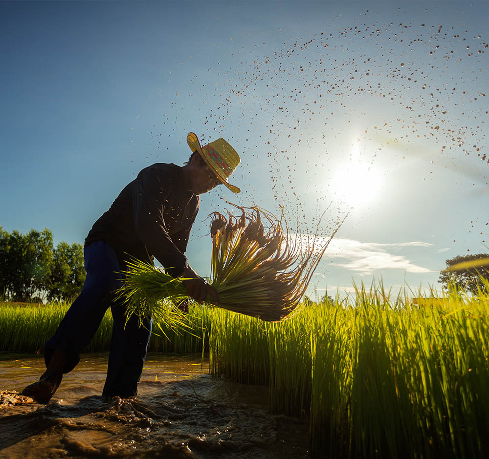 Rice farmer working in field