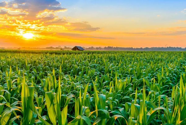 Sun setting over field of crops
