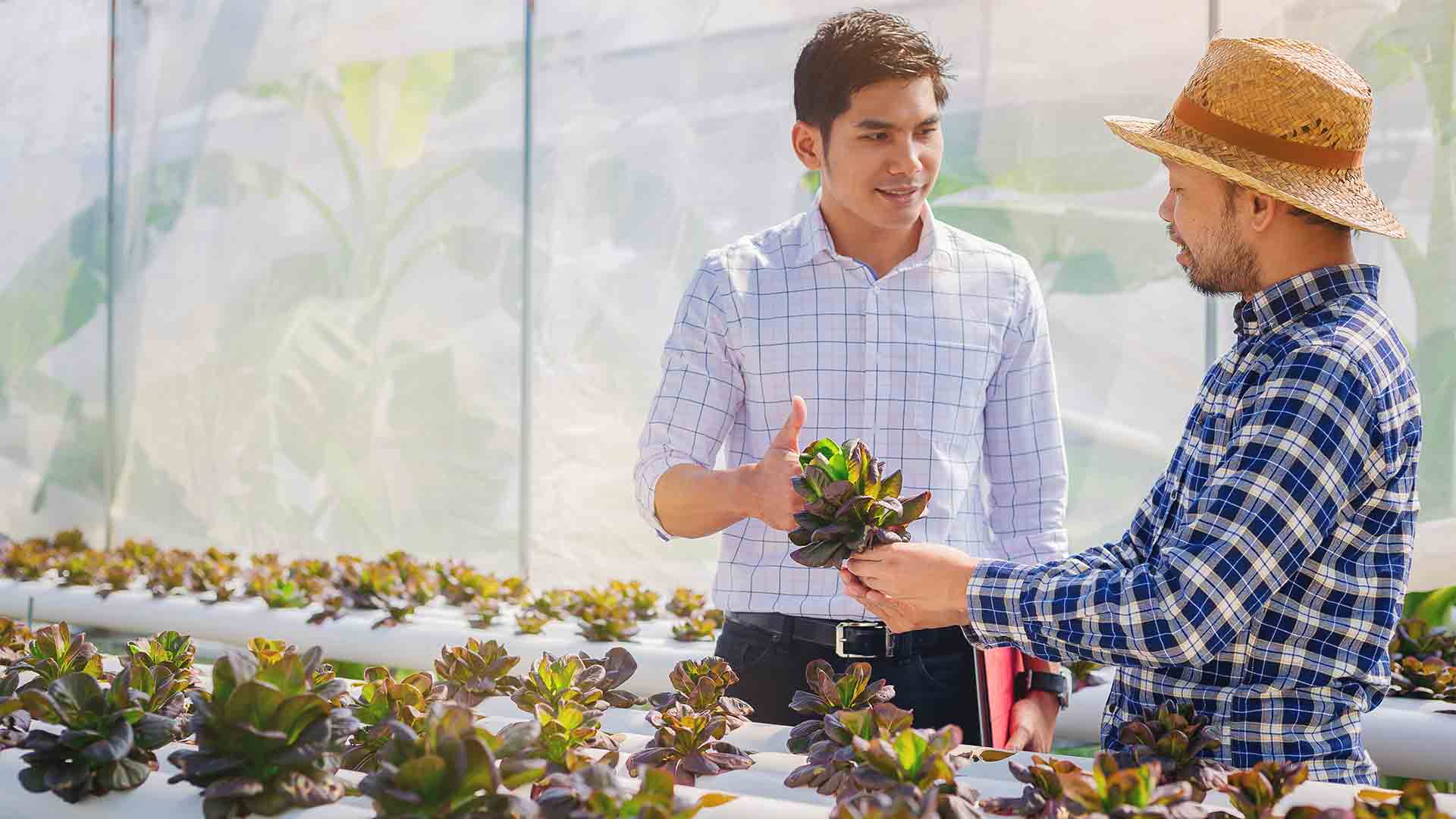 IDH Trade <br></noscript> EDI Consulting