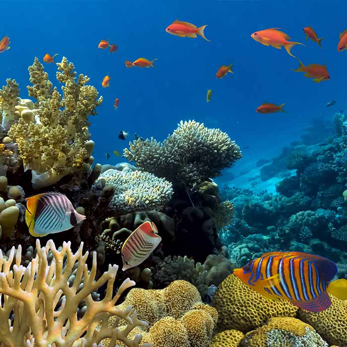 Shoal of fish swimming in the sea