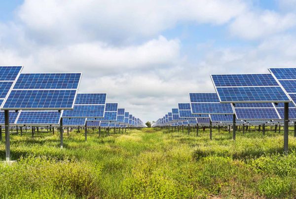 Field of solar panels