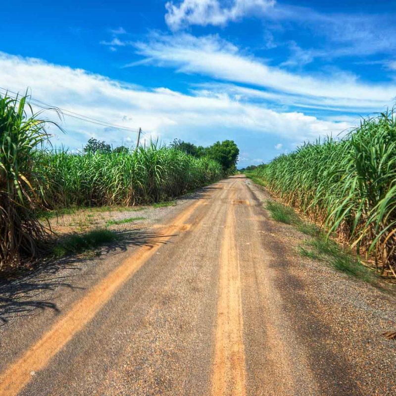 Dirt road running between fields of Sugarcane