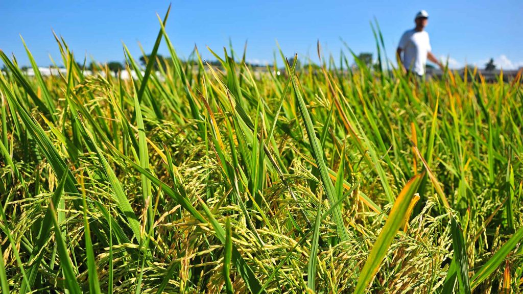 Crops growing with IRRI employee in the background