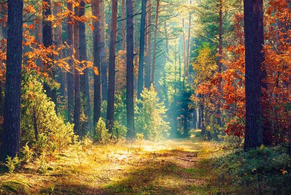 Sun shining through clearing in the forest