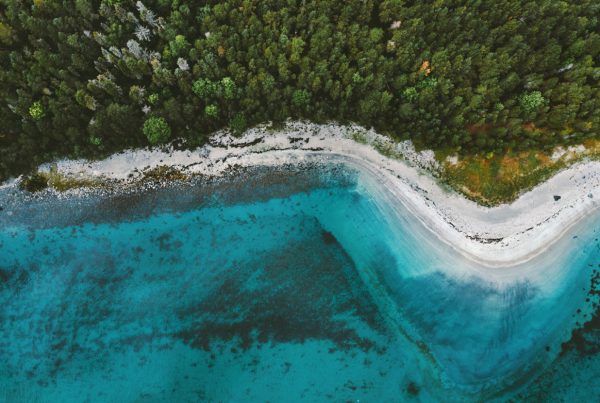 Aerial photo of sea meeting forests