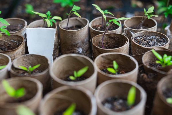 Green shoots growing in plant pot