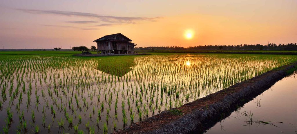 Sun setting over rice field with hut in background
