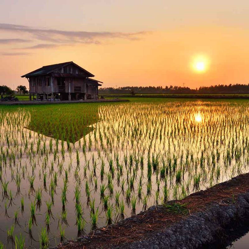 Sun setting over rice field with hut in background