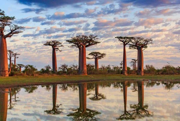Baobab trees