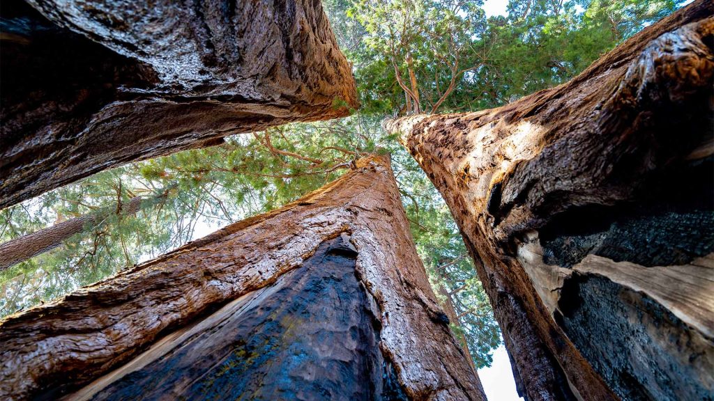 Trees growing from below