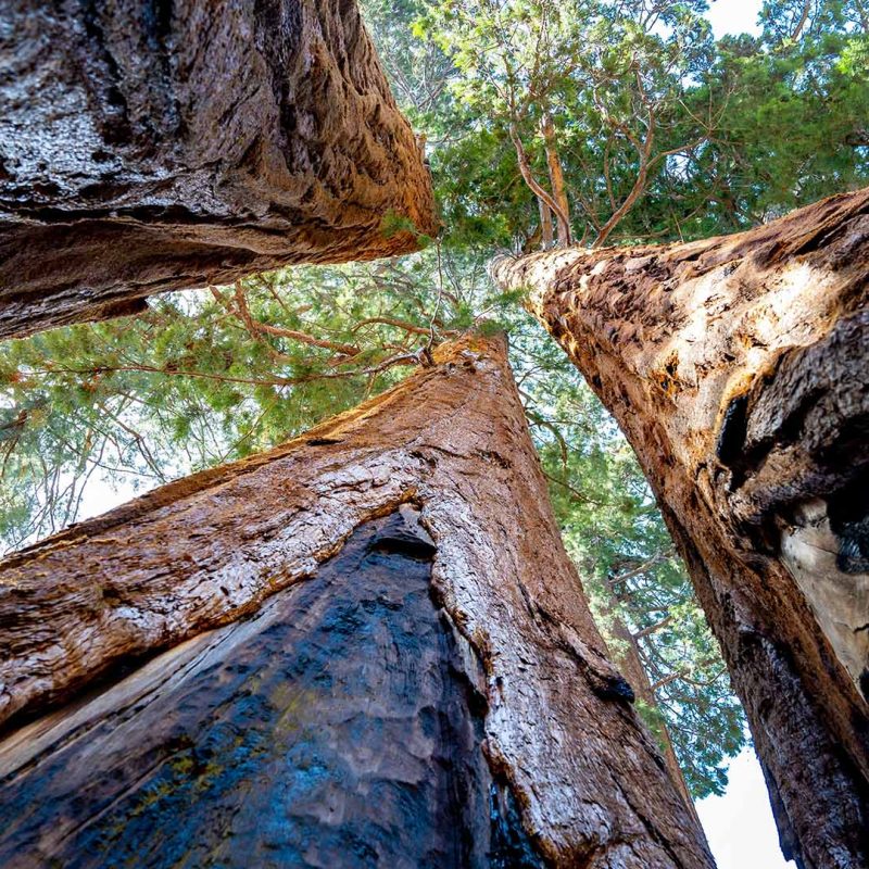 Trees growing from below