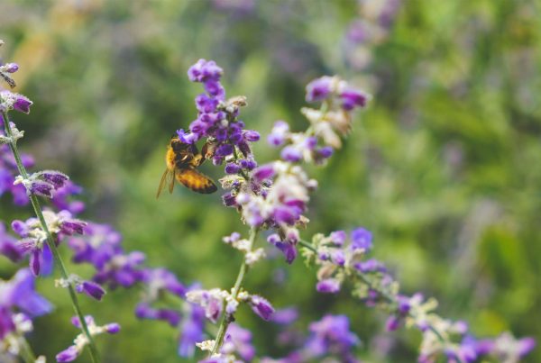 a bee sitting on top of a purple flower