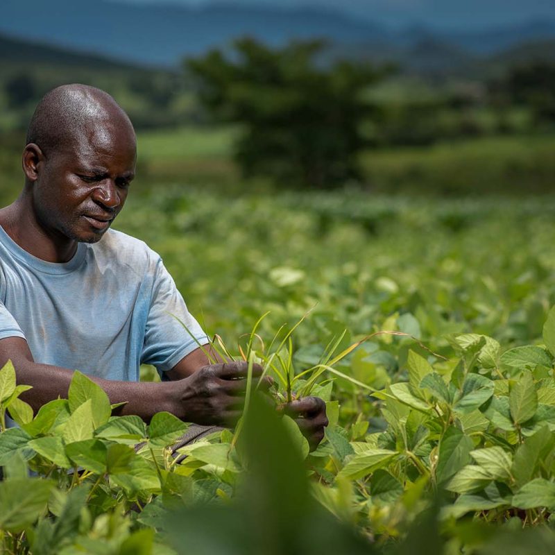 A farmer tends to his crops in a green field