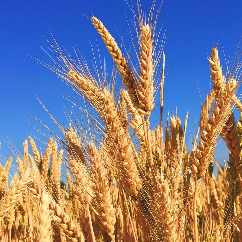 Field of wheat