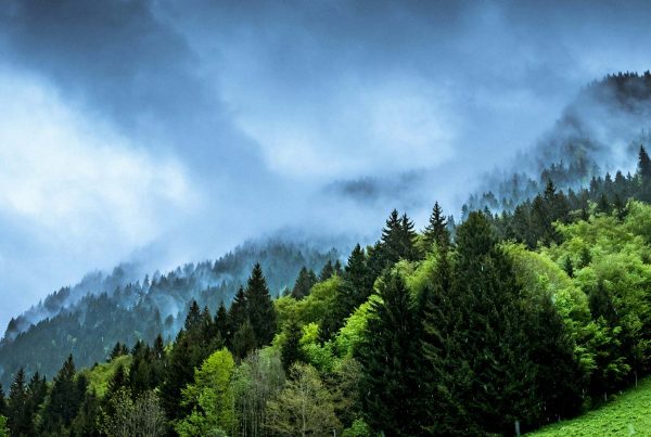 Clouds moving over trees on hilltop