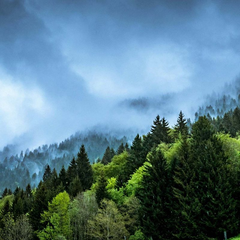 Clouds moving over trees on hilltop