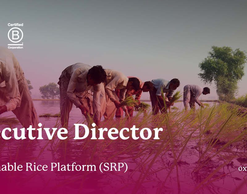 Sustainable Rice Platform - Executive Director